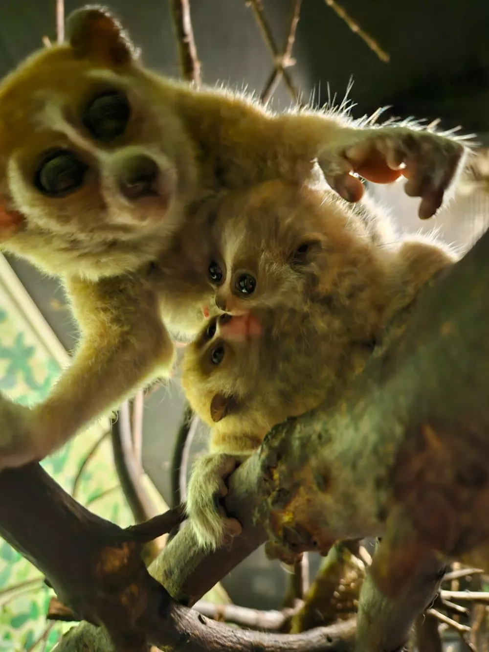 Story from Jam Press (Cute Venomous Primate)Pictured: Twin primates born last month to proud parents Ramina, nine, and Lapek, 14.Cute but deadly! Zoo welcomes rare adorable twin primates but they are the only venomous ones on planetA zoo has welcomed rare, adorable twin primates, but they are the only venomous ones on the planet.The baby Pygmy Slow Lorises - an endangered species - maybe super cute.But their venom to repel predators can cause an anaphylactic shock and even death in humansAmazon World Zoo Park, in Sandown, Isle of Wight has welcomed the pair.The twins were born last month to proud parents Ramina, nine, and Lapek, 14.They are the only Pygmy Slow Lorises born in the UK in the last year.Only seven other zoos across Europe have recorded loris births in the past year, according to global zoological database ZIMS.Despite their wide-eyed charm and delicate size, these primates come with a surprising twist, they are venomous."They are the world's only venomous primate," said a spokesperson for Amazon World Zoo Park."They produce oil from the brachial gland on their upper arm."When they raise their arms and lick the gland, enzymes in their saliva mix with the oil to produce venom that gets pulled into their toothcomb and by grooming their babies they can protect them from predators."Pygmy Slow Loris are classified as Endangered on the IUCN Red List as the species is estimated to have undergone a decline in its population of more than 50% over the last 24 years.This is due to illegal wildlife trade, habitat destruction, and exploitation for traditional medicine."These tiny twins represent hope," the spokesperson added."Every birth is a step toward securing a future for this incredible species. And let's be honest &ndash; they're absolutely adorable."The twins are currently nestled safely in the zoo's Twilight Zone exhibit.ENDS,Image: 1009639784, License: Rights-managed, Restrictions:, Model Release: no