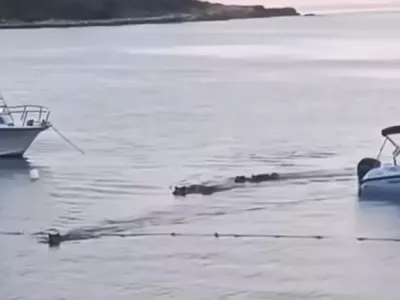 Plavajoči pra&scaron;iči, Pulj, junij 2025Zajem zaslona 