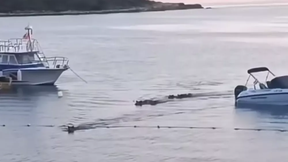 Plavajoči pra&scaron;iči, Pulj, junij 2025Zajem zaslona 