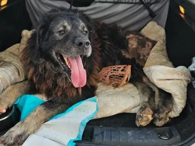 Veterinarski pregled je razkril &scaron;okantno stanje močno po&scaron;kodovanega psa, ki so mu dali ime Ante. Foto: FB/Zadarski Azil