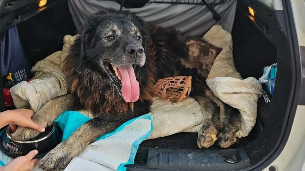 Veterinarski pregled je razkril &scaron;okantno stanje močno po&scaron;kodovanega psa, ki so mu dali ime Ante. Foto: FB/Zadarski Azil