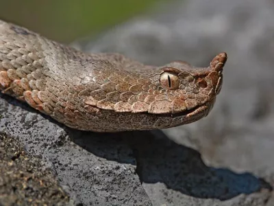 modras, nevarna kača