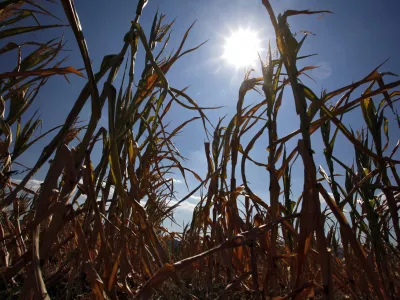 posu&scaron;ena koruza - koruzno polje - kmetijsko zemlji&scaron;če - Vipavska dolina 2012 - su&scaron;a      //FOTO: Jaka Gasar