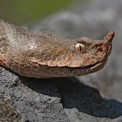 Po ugrizu modrasa: Kaj storiti, ko srečate kačo?