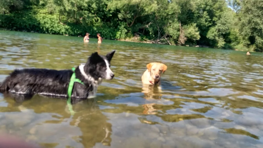 Poletje za Savo, psi, kopanje