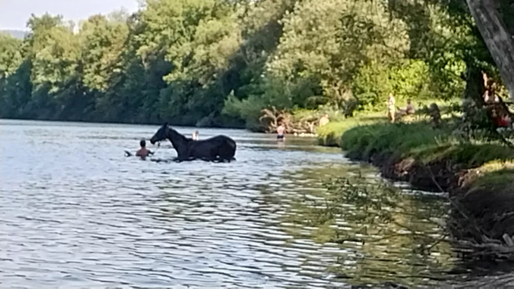 Poletje za Savo, psi, kopanje