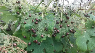 Foto: DISAFA, Univerza v Torinu