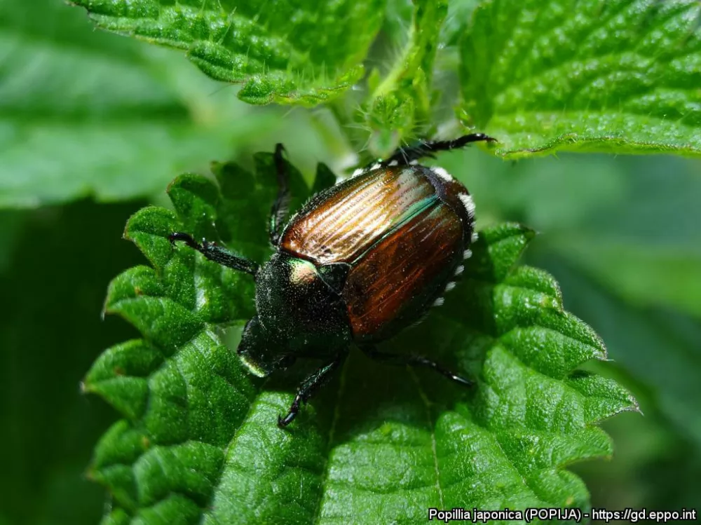 Odrasel japonski hro&scaron;č Foto: Maurizio Pavesi, Museo di Storia Naturale de Milano
