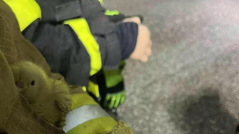 Farma pi&scaron;čancev Gerečja vas