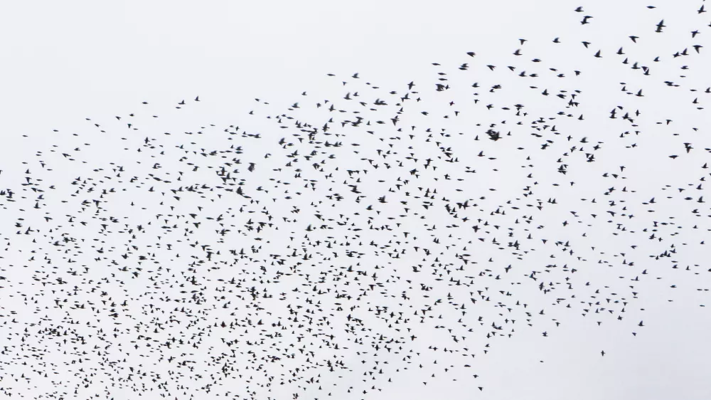 - 13.10.2015 - &scaron;korci, ki se jeseni zbirajo v jatah, v katerih odletijo na jug - &scaron;korci - jata &scaron;korcev - ptice selivke - simbolična fotografija//FOTO: Bojan Velikonja