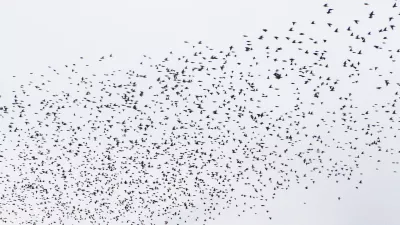 - 13.10.2015 - &scaron;korci, ki se jeseni zbirajo v jatah, v katerih odletijo na jug - &scaron;korci - jata &scaron;korcev - ptice selivke - simbolična fotografija//FOTO: Bojan Velikonja