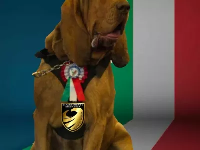 Juna&scaron;ki pes Bruno