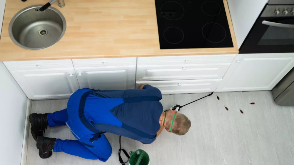 Porast &scaron;čurkov krati spanec prebivalcem ljubljanskih blokov in sosesk