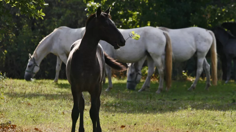 - LIPICA 2012 - kobilarna - vzreja svetovno znanih konjev lipicancev, konj - lipicanec - lipicanci//FOTO: Bojan Velikonja