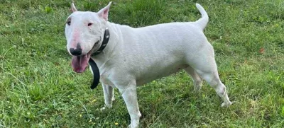 Maribor, bulterierka Madona. Foto: Facebook AniMa - Animals Matter