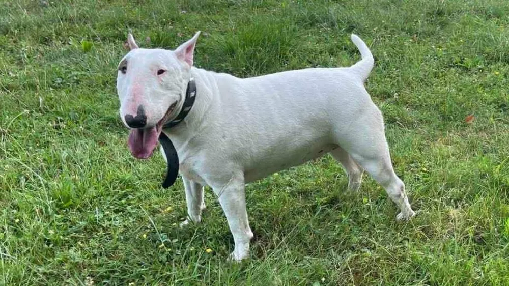 Maribor, bulterierka Madona. Foto: Facebook AniMa - Animals Matter