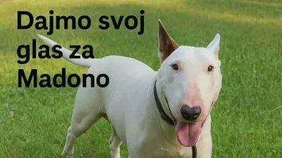 Maribor, psi, napad na človeka, Madona. Foto: AniMa - Animals Matter 