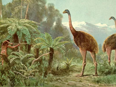 Moa izumrla ptica Foto: Wikipedia