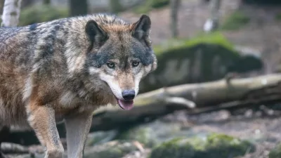 Volkovi so se v Avstriji spravili nad tele in ovce. Vidre medtem pusto&scaron;ijo po ribogojnicah.