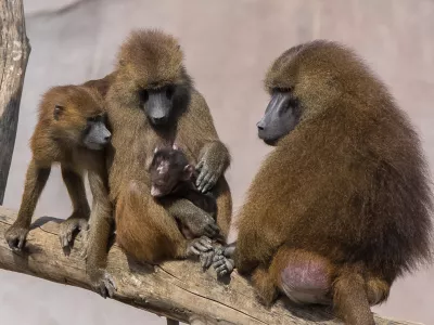 Družina pavijanov z nara&scaron;čajem. Slika je simbolična. / Foto: Istock
