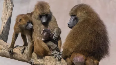 Družina pavijanov z nara&scaron;čajem. Slika je simbolična. / Foto: Istock