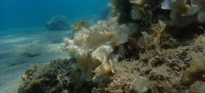 Small brown algae Peacock tail (Padina pavonica) undersea, Aegean Sea, Greece, Skiathos island, Vasilias beach