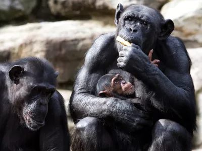 Star&scaron;a in otrok. Razmerje moči med njimi ni zakoreninjeno v spolu. / Foto: Istock