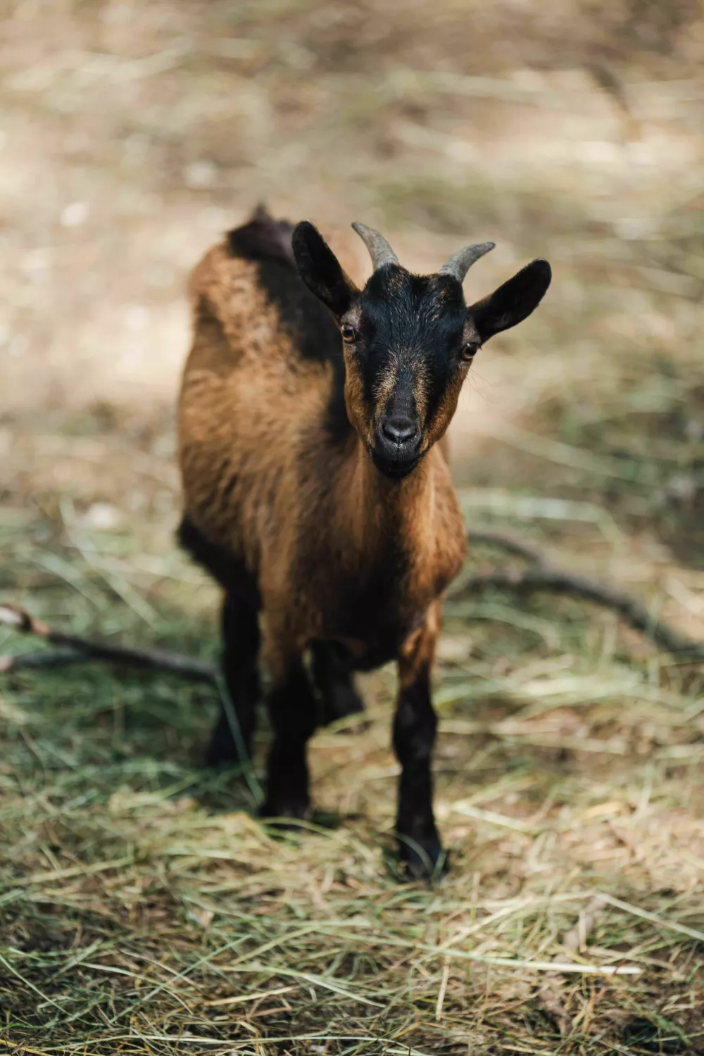 Menge&scaron;ka koča: Med naravo, tradicijo in domačnostjo