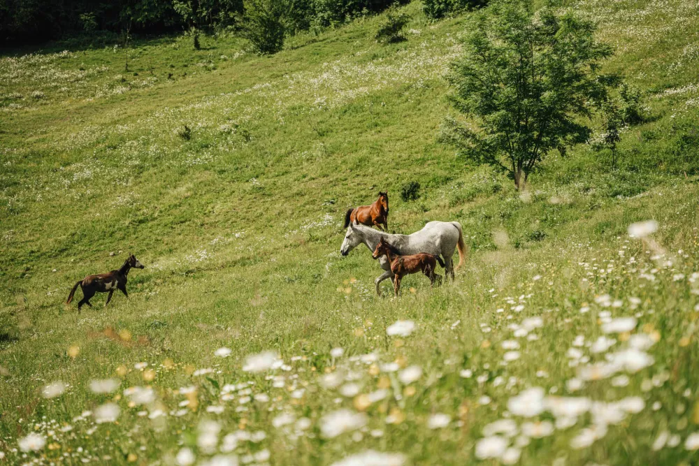 Menge&scaron;ka koča: Med naravo, tradicijo in domačnostjo