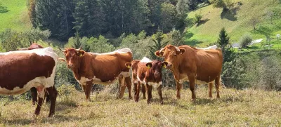 čreda krav, planine, gore, hribi, krave