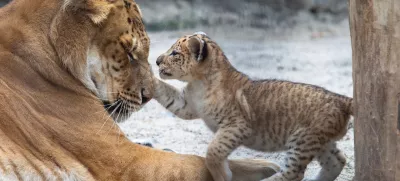 Liger v igri z mamo. Slika je sicer starejša, ker je bilo doslej že nekaj takih primerov po svetu. / Foto: Istock