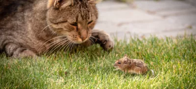 Cats are exceptional at hunting. / Photo: Istock