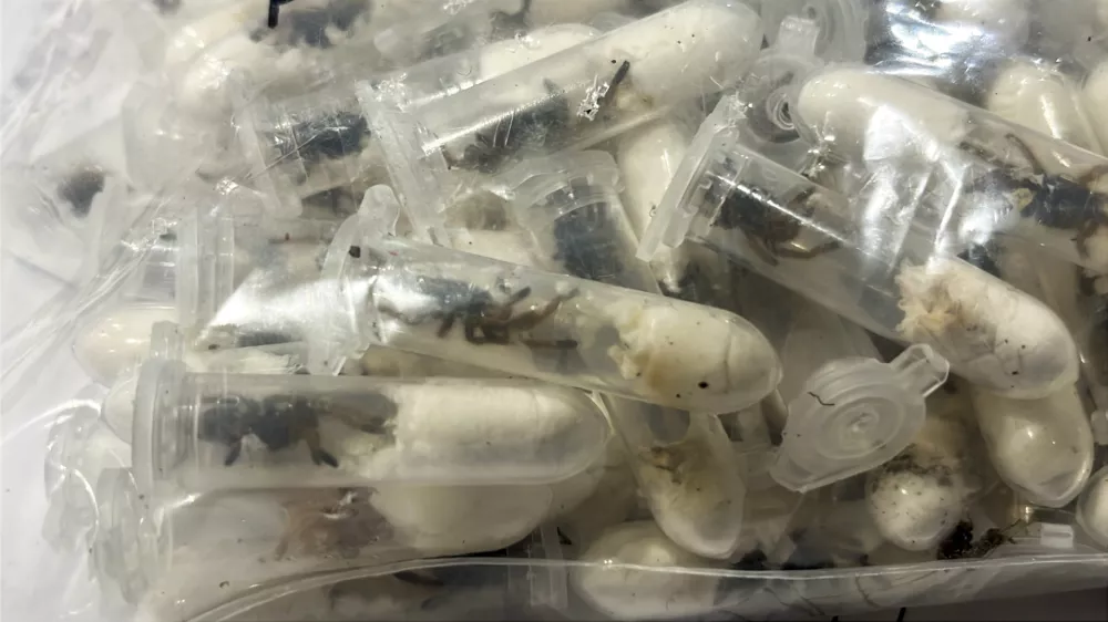 This photo dated June 18, 2025 and provided by the main customs office Cologne, shows plastic containers holding young tarantulas that had been hidden in chocolate sponge-cake boxes shipped to Cologne Bonn airport, western Germany. (Haupzollamt Koeln via AP)