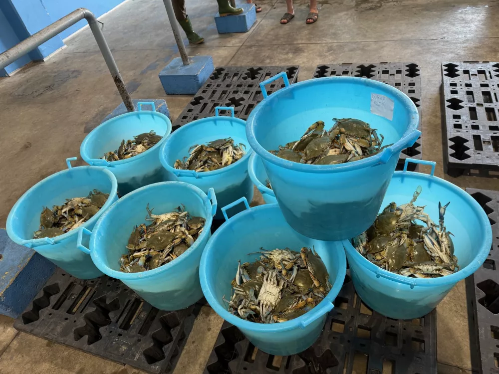 modra rakovica, Strunjan, Italija / Foto: Irena Fonda/yousea