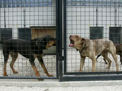 Zaveti&scaron;če za zapu&scaron;čene živali, GmajnicaFOTO: Nada MihajlovičOPOMBA: ZA OBJAVO V ČASNIKU DIREKT