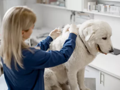 Veterinarian make injection of vaccine at withers of calm big white dog in clinic. Treatment and pet care. Annual vaccination against known diseases. Visit a doctor.
