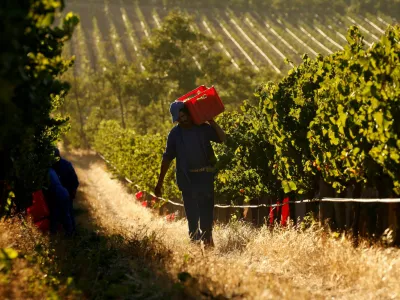 FILE PHOTO: Workers harvest grapes at the La Motte wine farm in Franschhoek near Cape Town, South Africa in this picture taken January 29, 2016. REUTERS/Mike Hutchings/File Photo / Foto: Mike Hutchings