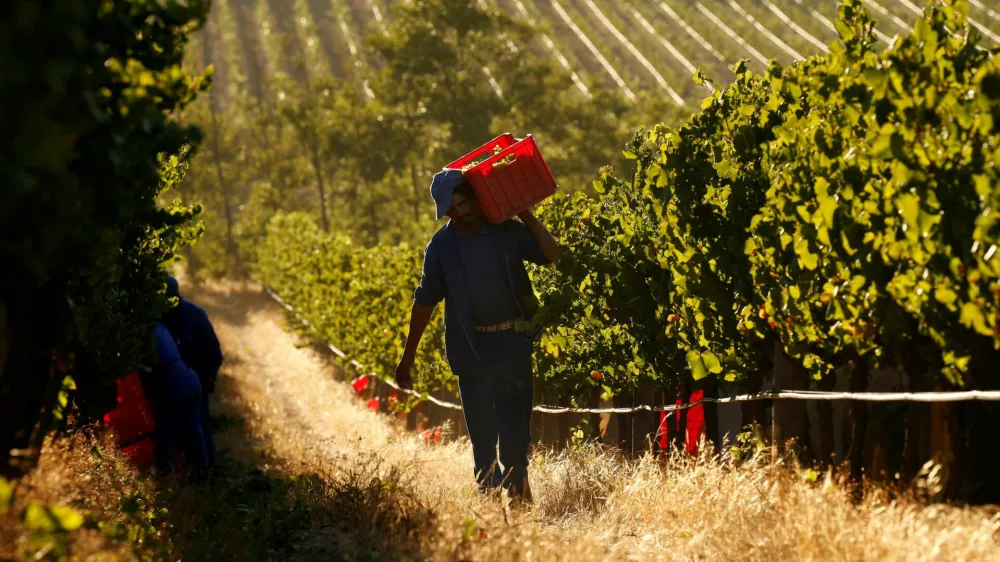 FILE PHOTO: Workers harvest grapes at the La Motte wine farm in Franschhoek near Cape Town, South Africa in this picture taken January 29, 2016. REUTERS/Mike Hutchings/File Photo / Foto: Mike Hutchings