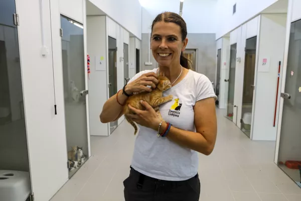 &Scaron;tevilo mačk, ki i&scaron;čejo nov dom, močno poskočilo