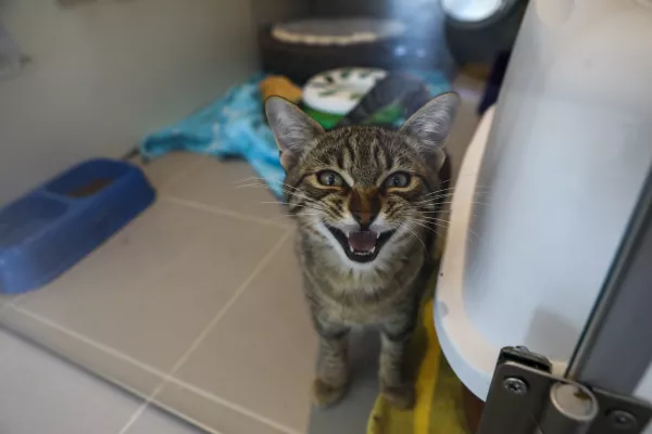15.07.2025 - Zaveti&scaron;če za zapu&scaron;čene živali Ljubljana, GmajniceFoto: Luka Cjuha