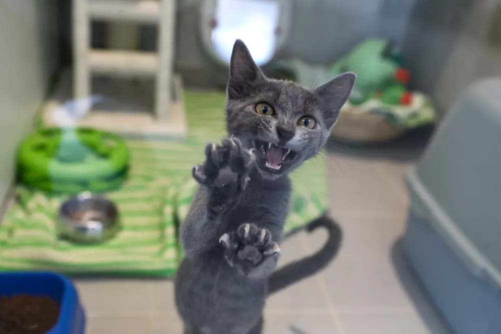 15.07.2025 - Zaveti&scaron;če za zapu&scaron;čene živali Ljubljana, GmajniceFoto: Luka Cjuha
