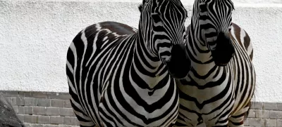 FILED - 27 May 2024, Berlin: Two zebras walk through an enclosure at Zoo Berlin. German officers have turned back a van trying to enter via the Dutch border suspected of illegally transporting exotic animals including zebras and monkeys, police said on Monday. Photo: Alina Schmidt/dpa