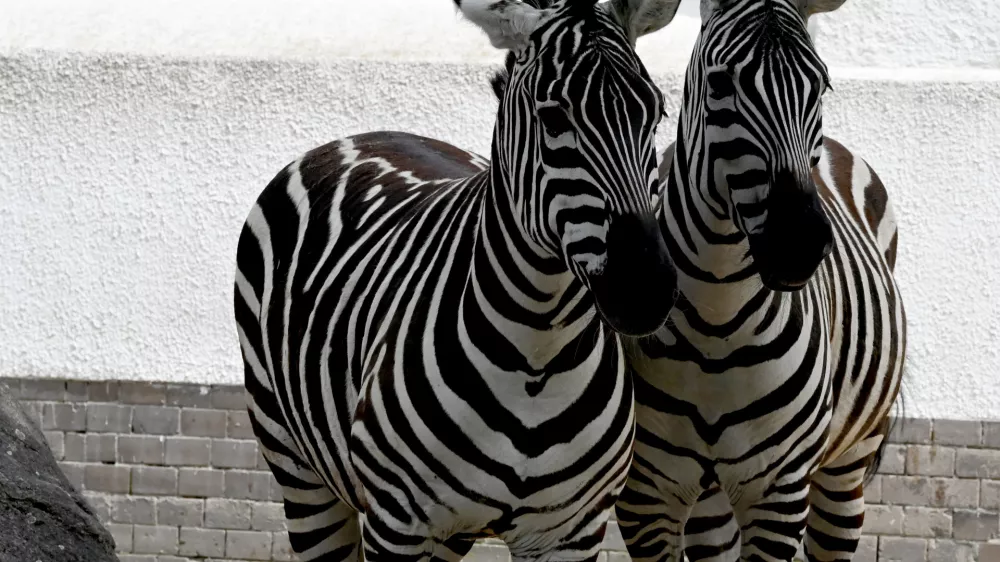 FILED - 27 May 2024, Berlin: Two zebras walk through an enclosure at Zoo Berlin. German officers have turned back a van trying to enter via the Dutch border suspected of illegally transporting exotic animals including zebras and monkeys, police said on Monday. Photo: Alina Schmidt/dpa
