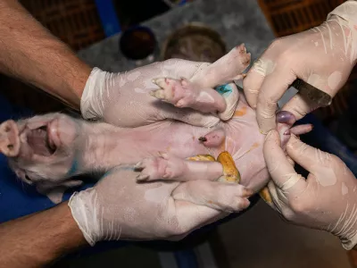 Kastriranje pujskov na živo: za&scaron;čitniki živali trkajo na vest državnih svetnikov