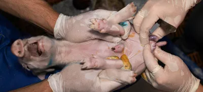 Kastriranje pujskov na živo: zaščitniki živali trkajo na vest državnih svetnikov