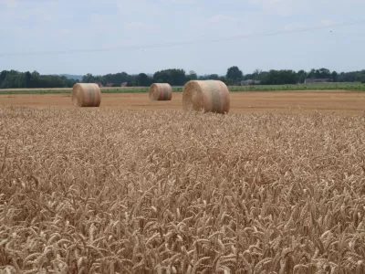 kmetijstvo, polje, p&scaron;enica. Foto: Tatjana Pihlar 