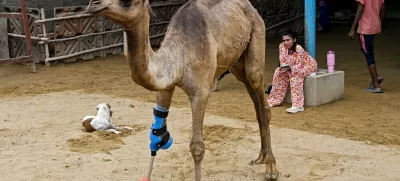 This photograph taken on July 19, 2025 shows Cammie, an amputee camel walking with a prosthetic leg at the CDRS (Comprehensive Disaster Response Services) Benji animal welfare project shelter house in Karachi. Cammie, a young camel whose front limb was brutally chopped off by a landlord in Pakistan's southern province of Sindh, left her caregivers emotional as she walked for the first time with a prosthetic leg.,Image: 1023869682, License: Rights-managed, Restrictions: To go with 'Pakistan-Animal' FOCUS by Sameer MANDHRO, Model Release: noFoto: Profimedia