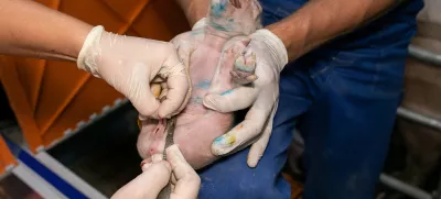 Kastriranje pujskov na živo. Foto: društvo AETP