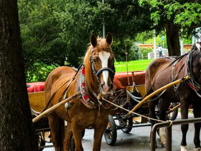 Blejski fijakarji pod drobnogledom: In&scaron;pekcija za enega konja izdala prepoved dela zaradi shuj&scaron;anosti