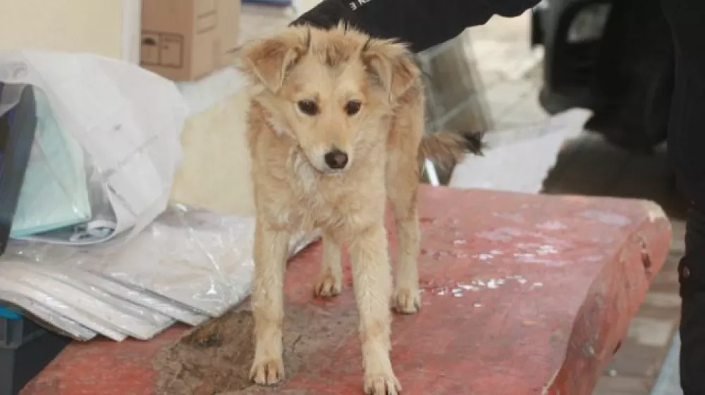 zivali zavetisce zascita